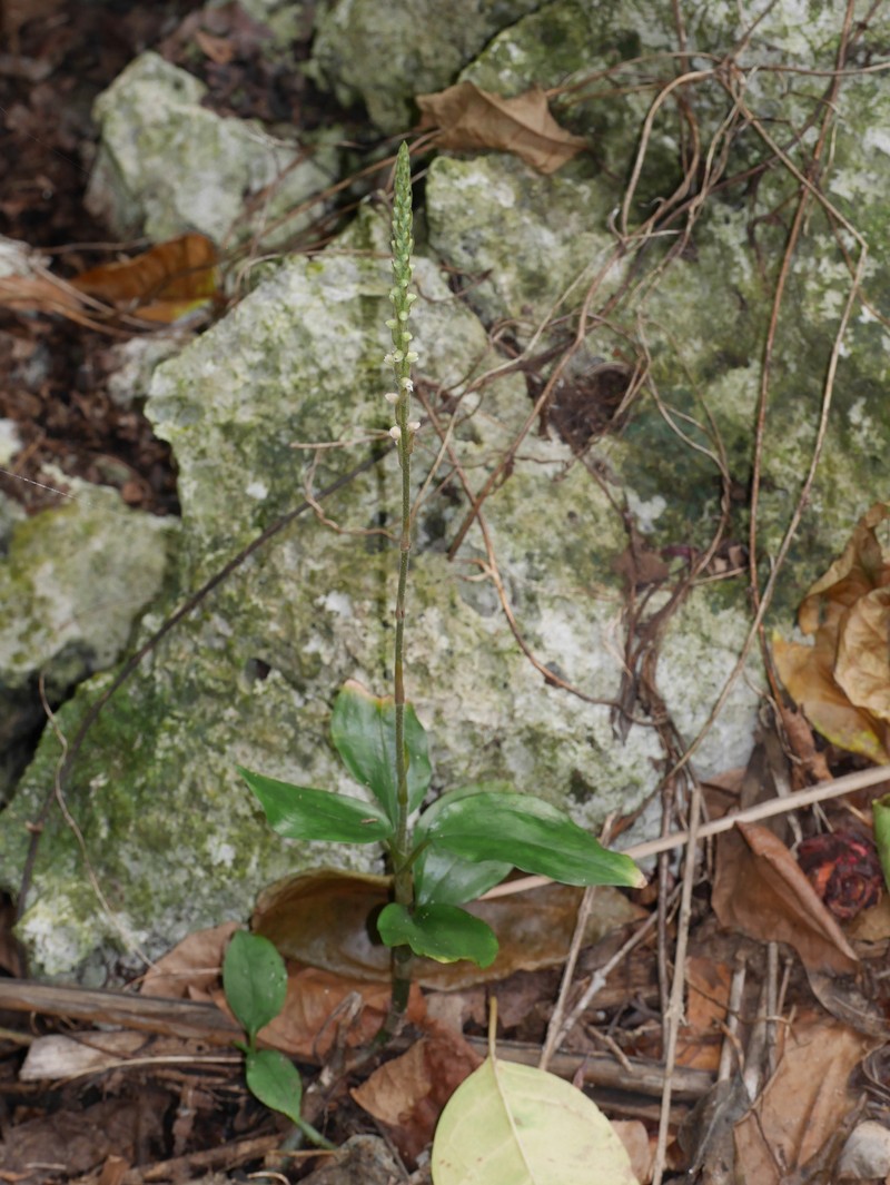 Hairy Jewel Orchid photo 2