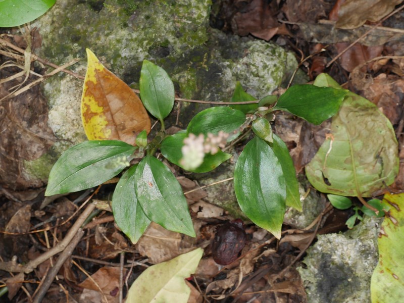 Hairy Jewel Orchid photo 3