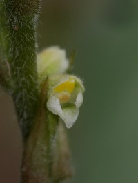Hairy Jewel Orchid