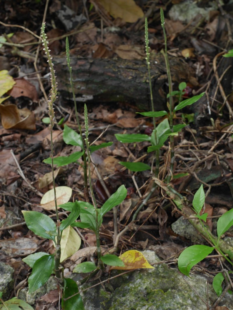 Hairy Jewel Orchid photo 7