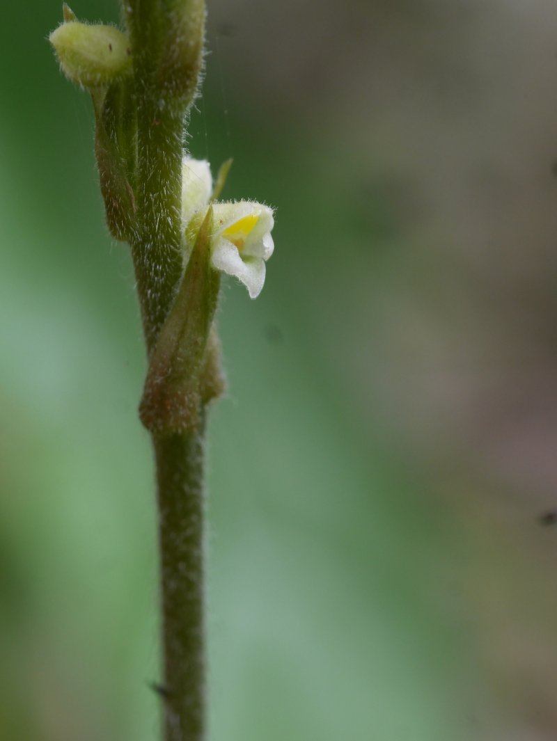Hairy Jewel Orchid photo 8