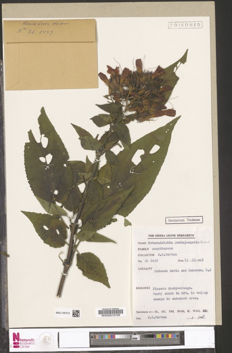 Heteradelphia paulojaegeria