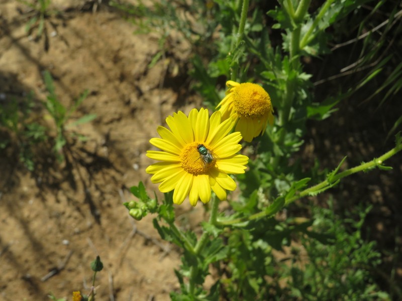 Heteranthemis viscide-hirta photo 5