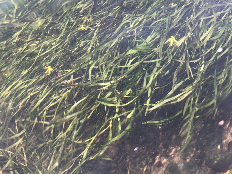 Grassleaf Mudplantain photo 2