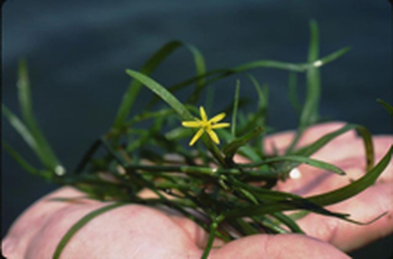 Grassleaf Mudplantain photo 3