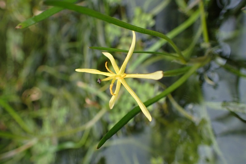 Grassleaf Mudplantain photo 4
