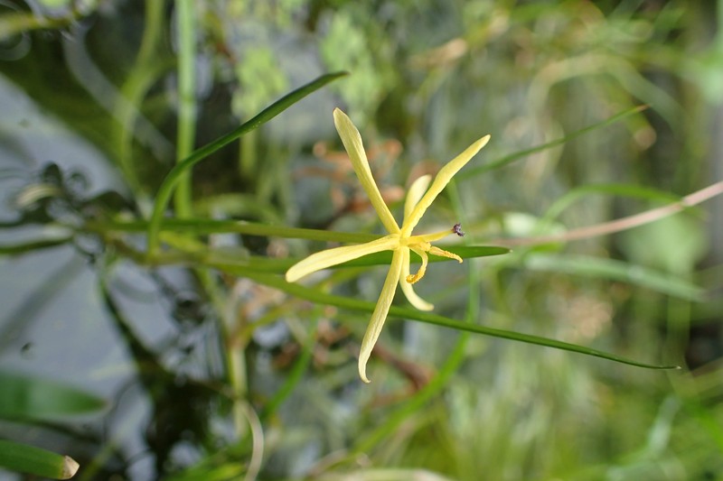 Grassleaf Mudplantain photo 5