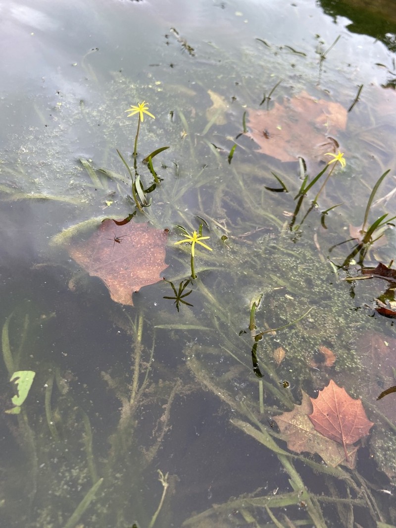 Grassleaf Mudplantain