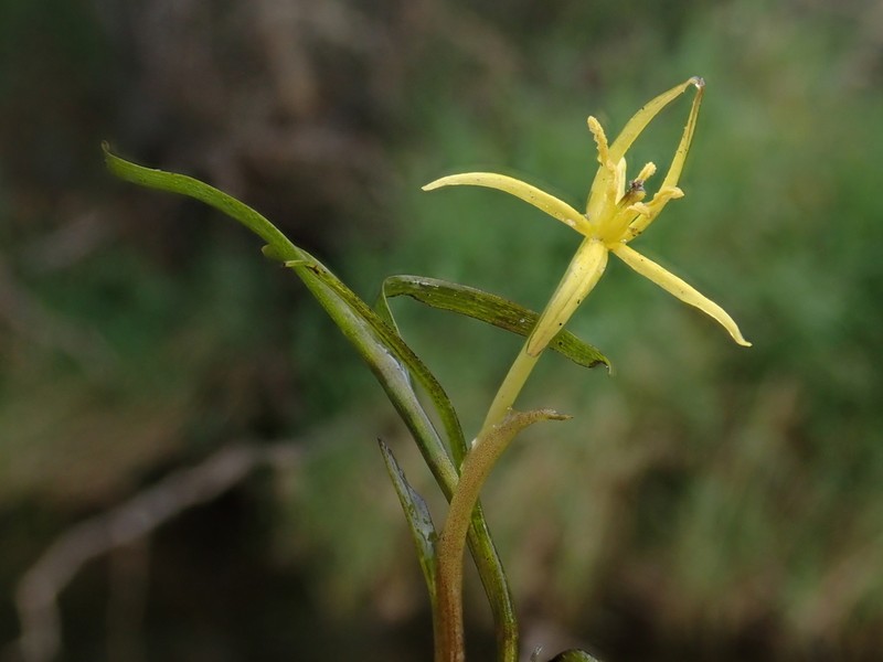 Grassleaf Mudplantain photo 2