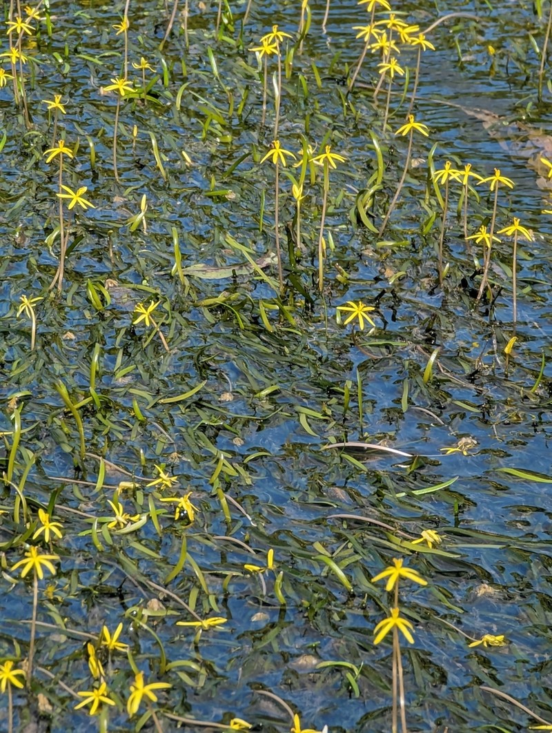 Grassleaf Mudplantain photo 3