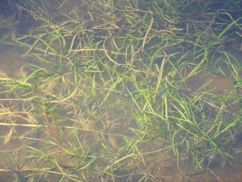 Grassleaf Mudplantain photo 4