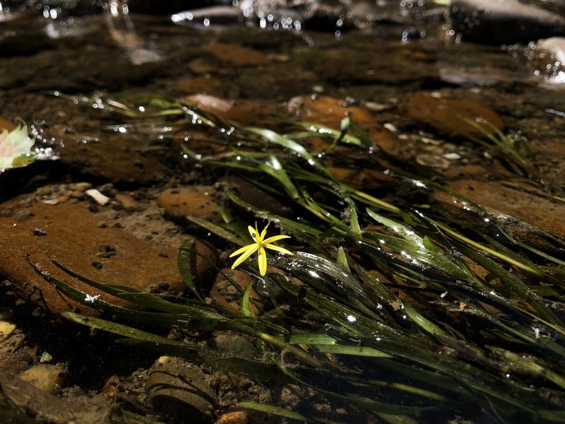 Grassleaf Mudplantain photo 5