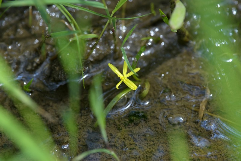 Grassleaf Mudplantain photo 6