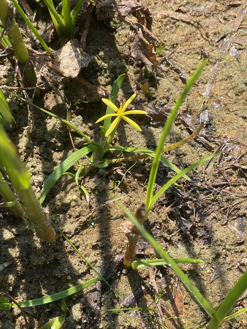 Grassleaf Mudplantain photo 7