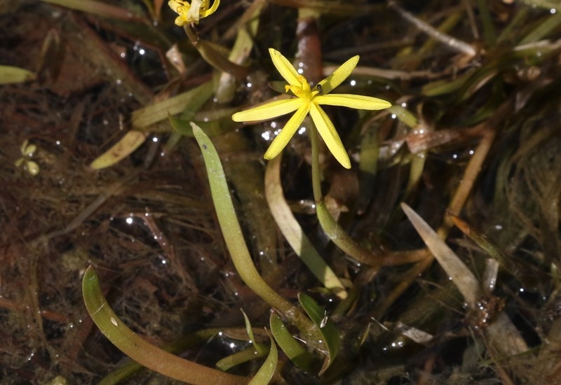 Grassleaf Mudplantain photo 8