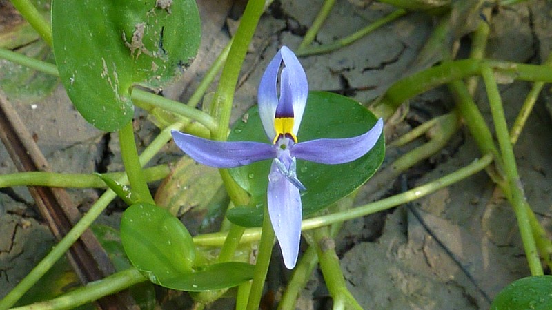 Blue Mudplantain photo 4