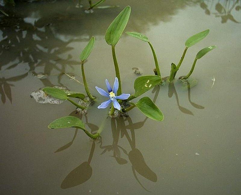 Blue Mudplantain