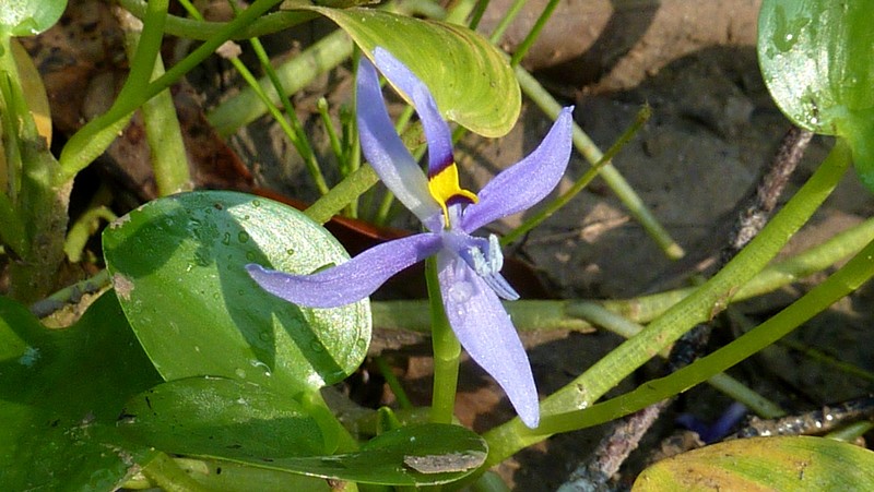 Blue Mudplantain photo 2