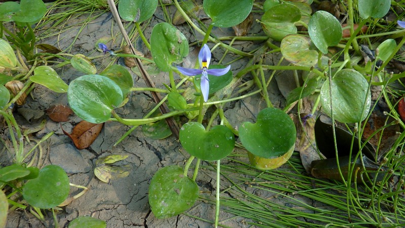 Blue Mudplantain photo 3