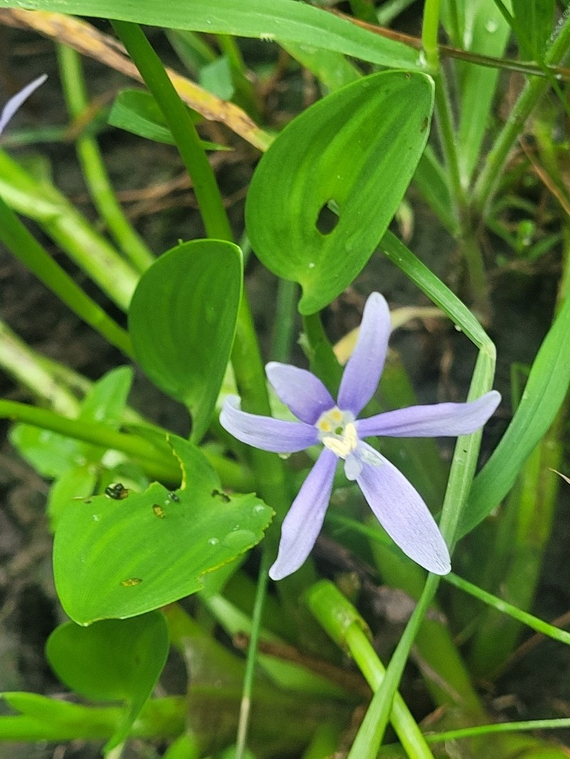 Blue Mudplantain