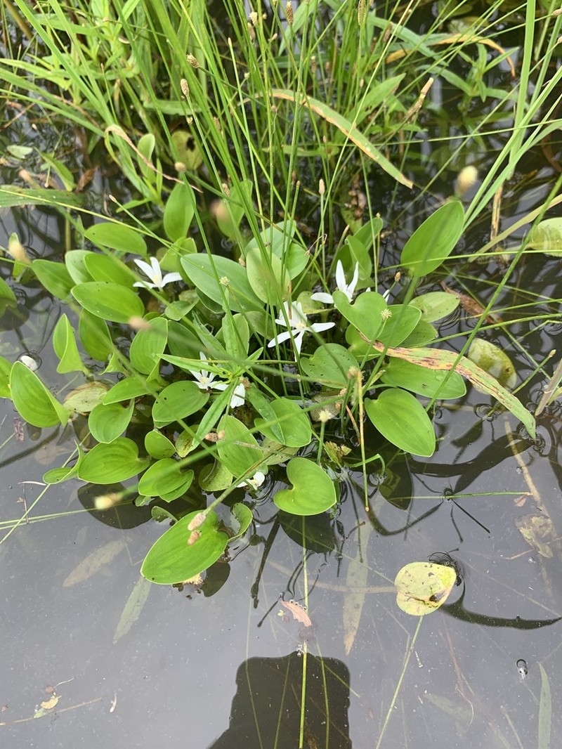 Blue Mudplantain photo 2