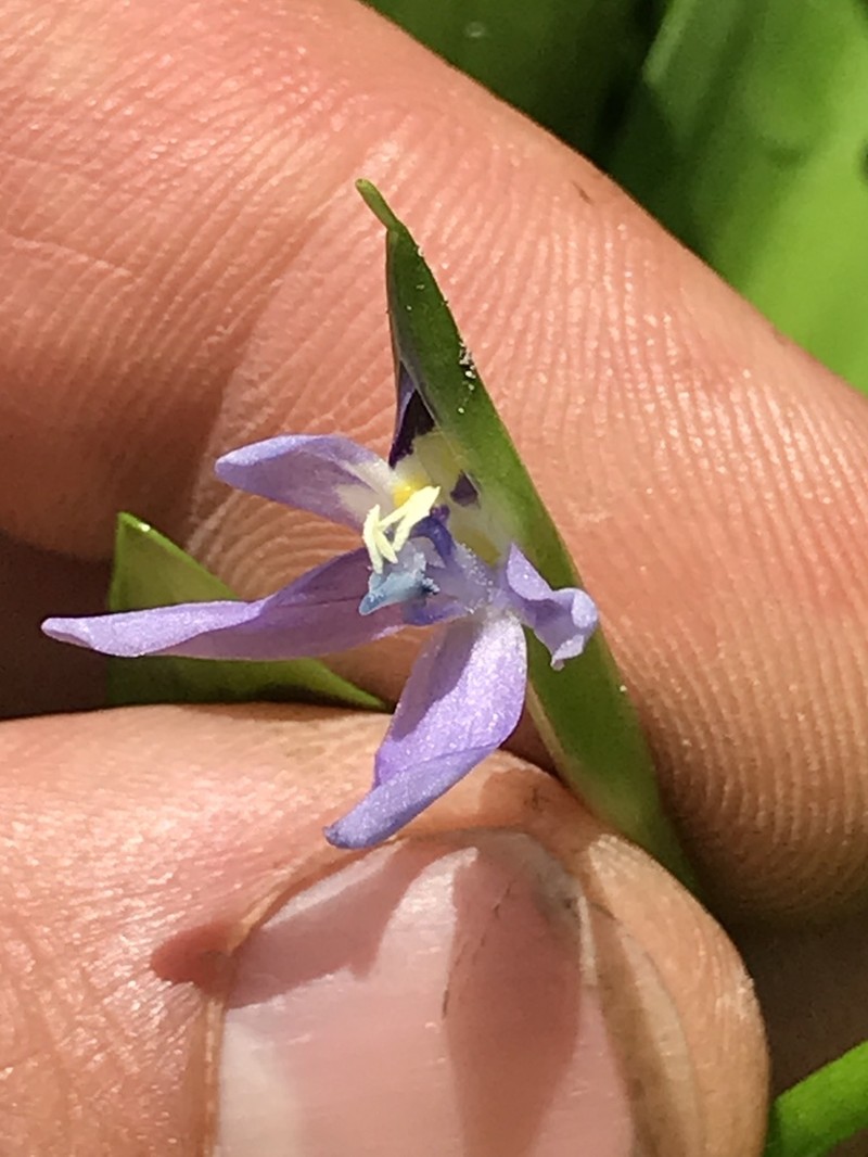 Blue Mudplantain photo 3