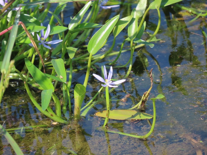 Blue Mudplantain photo 4