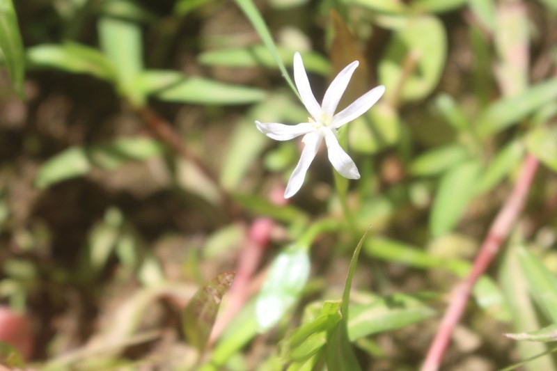 Blue Mudplantain photo 5