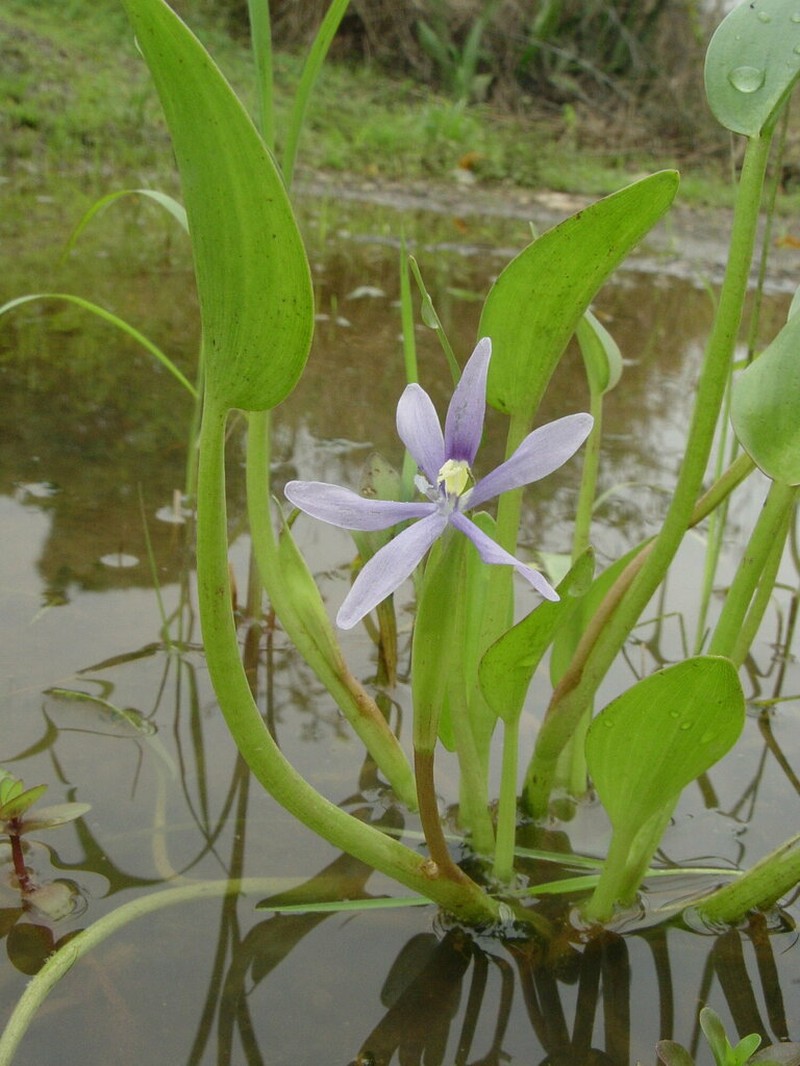 Blue Mudplantain photo 6