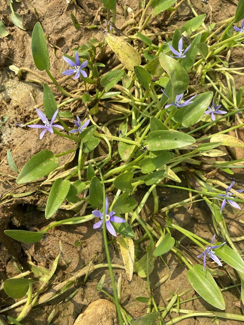 Blue Mudplantain photo 7