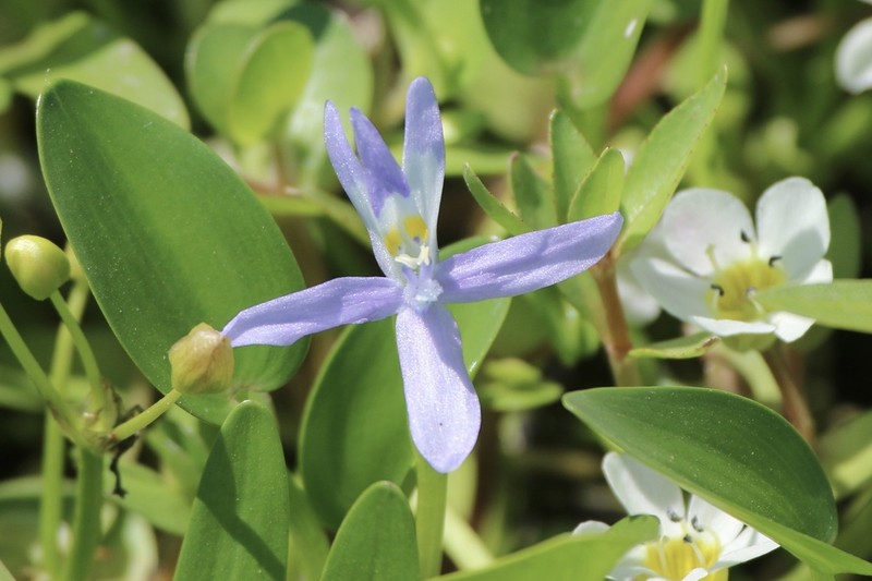 Blue Mudplantain photo 8