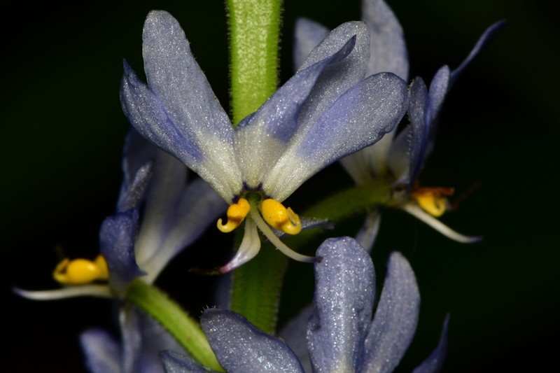 Mexican Mudplantain photo 5