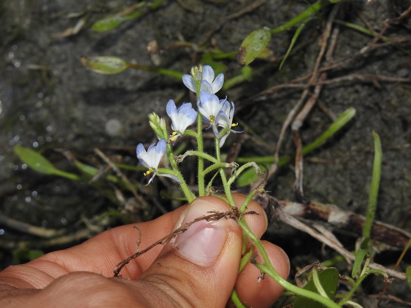 Mexican Mudplantain photo 6