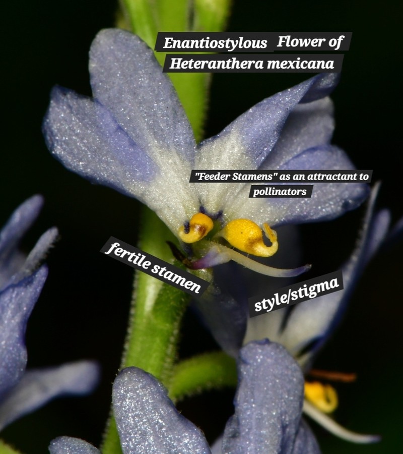 Mexican Mudplantain photo 8