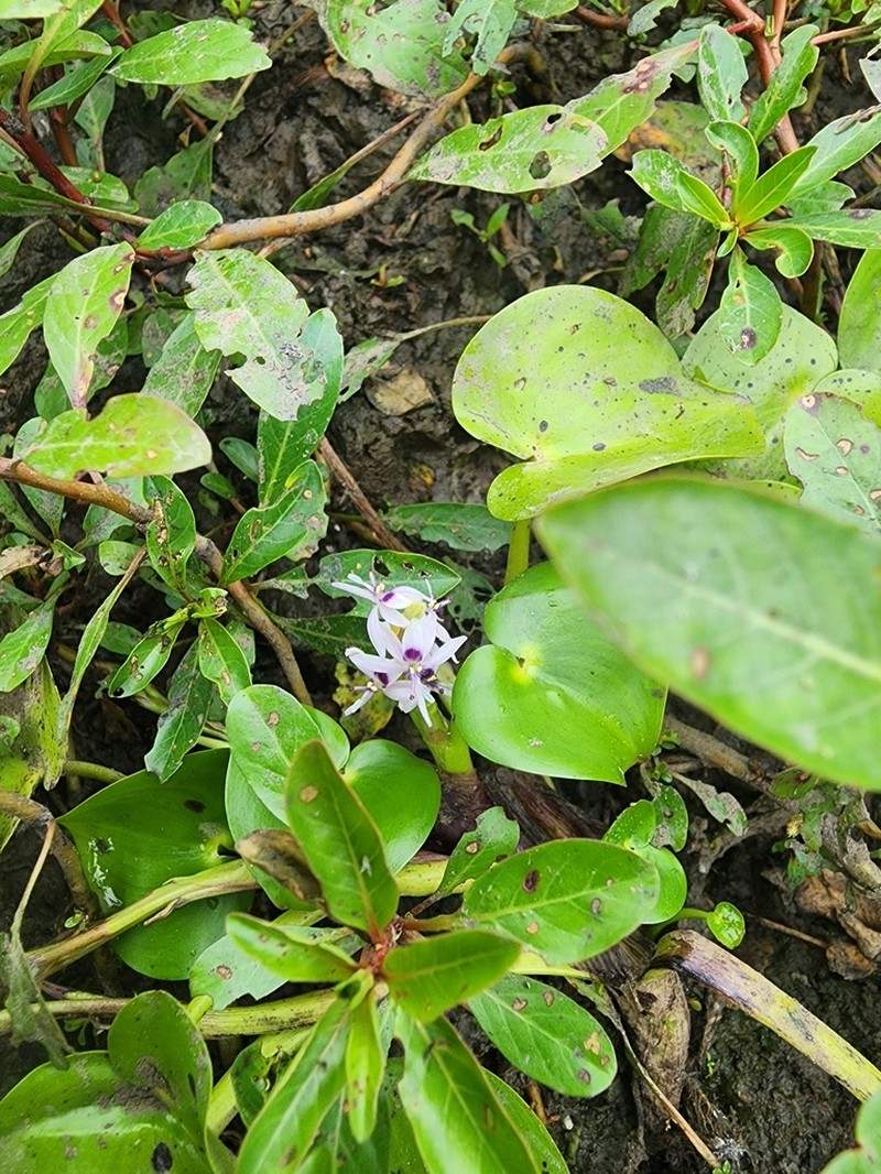 Heteranthera missouriensis