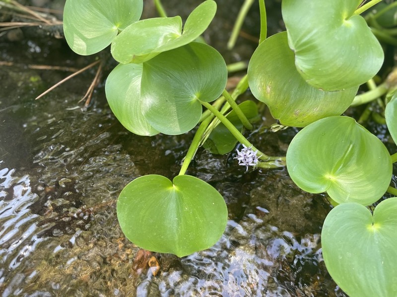 Heteranthera missouriensis photo 2