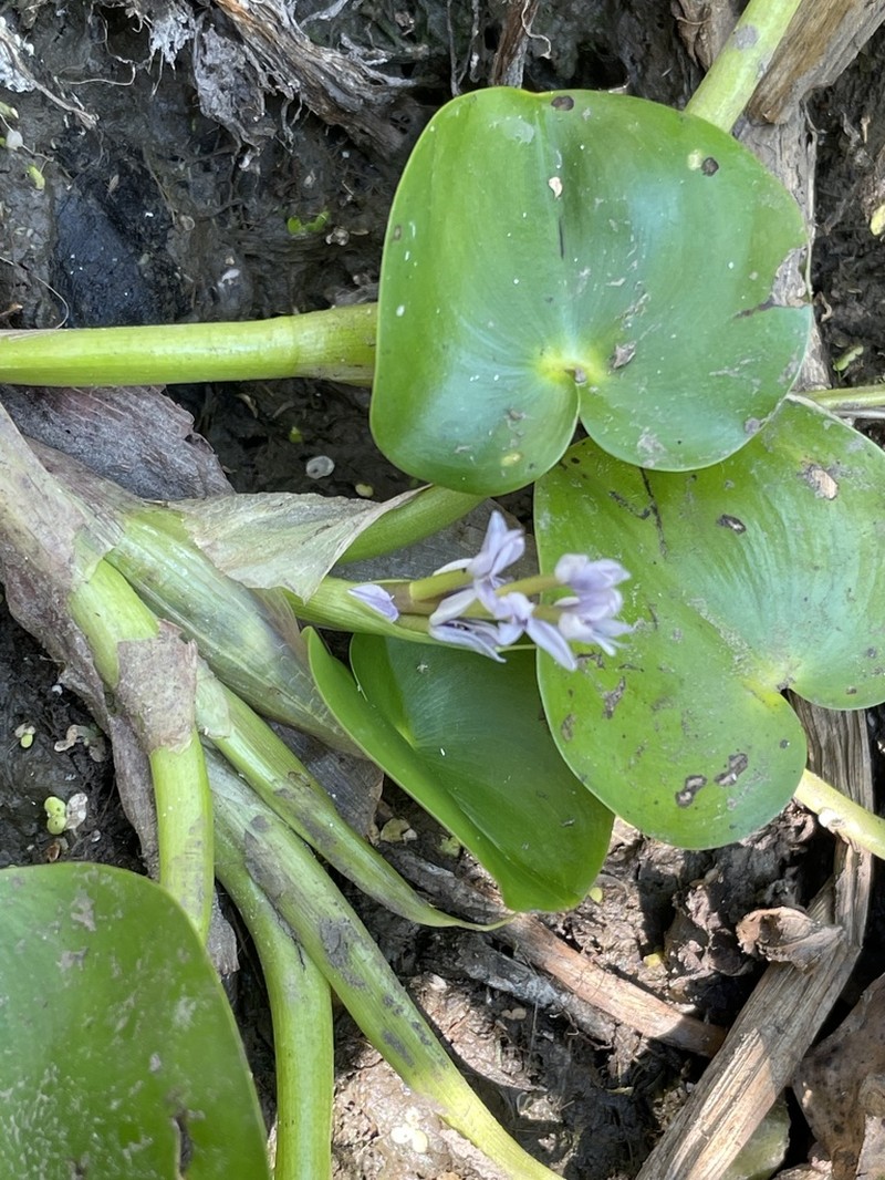 Heteranthera missouriensis photo 3