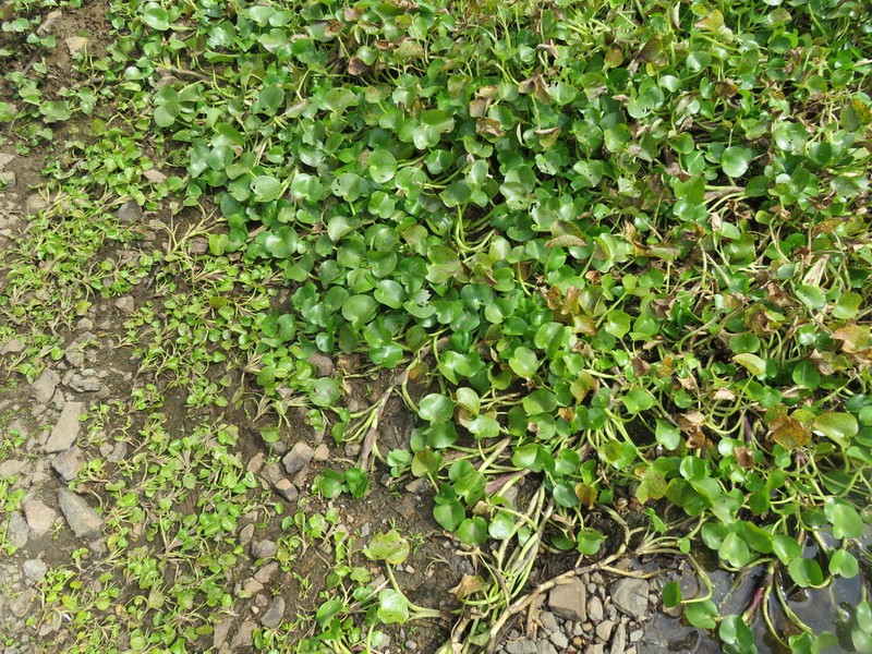 Heteranthera missouriensis photo 4