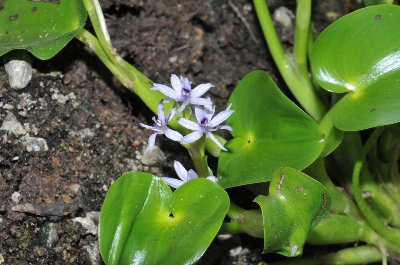 Heteranthera missouriensis photo 5