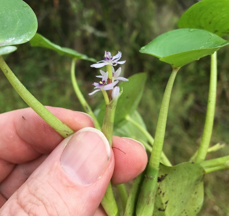 Heteranthera missouriensis photo 6