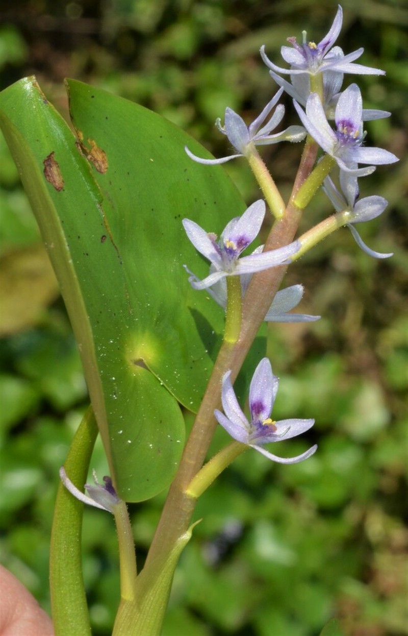 Heteranthera missouriensis photo 7