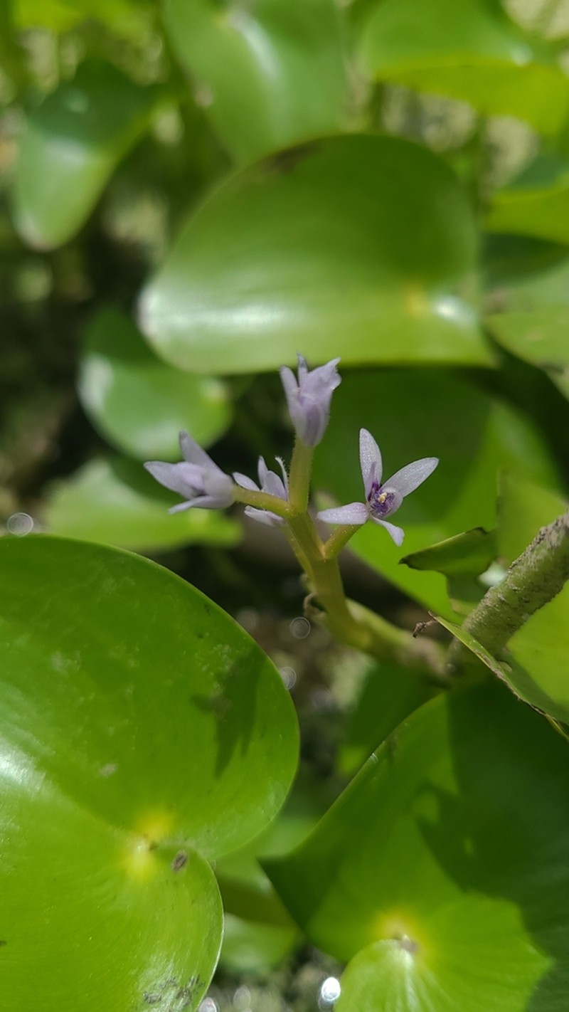 Heteranthera missouriensis photo 8