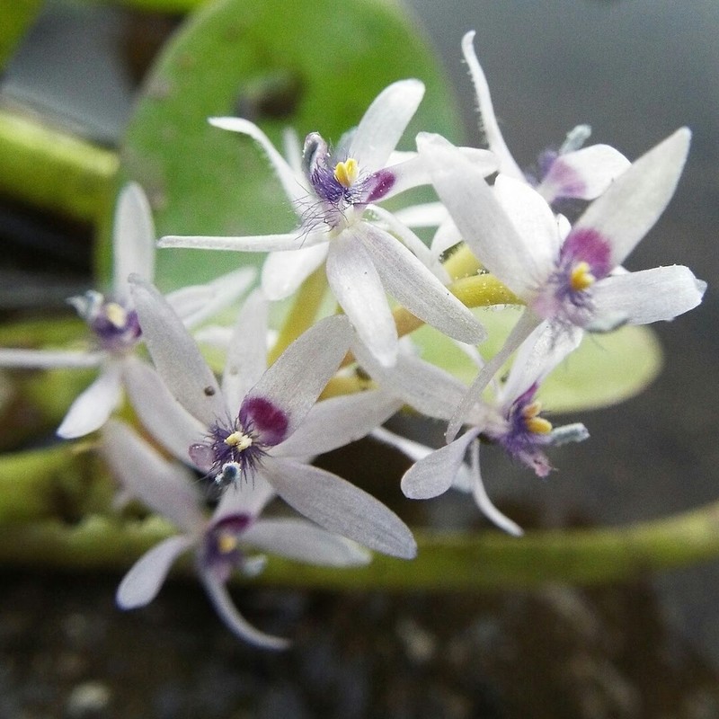 Bouquet Mudplantain
