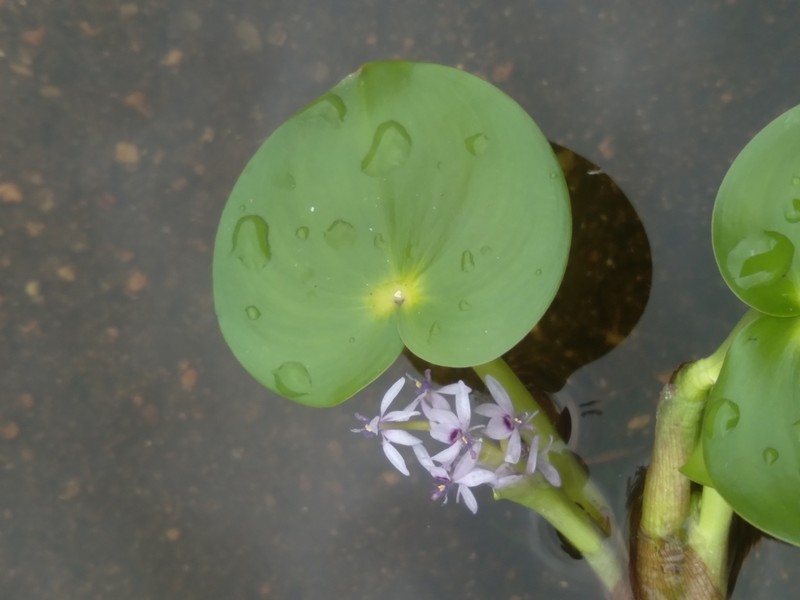 Bouquet Mudplantain photo 5