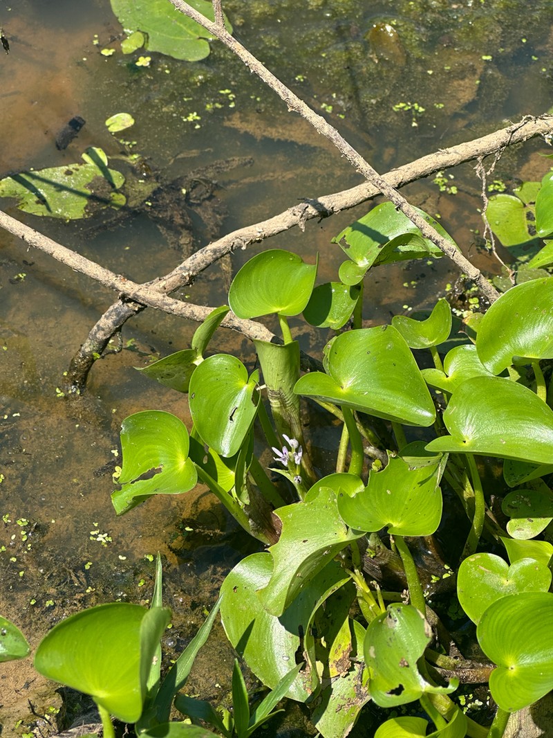 Bouquet Mudplantain photo 7