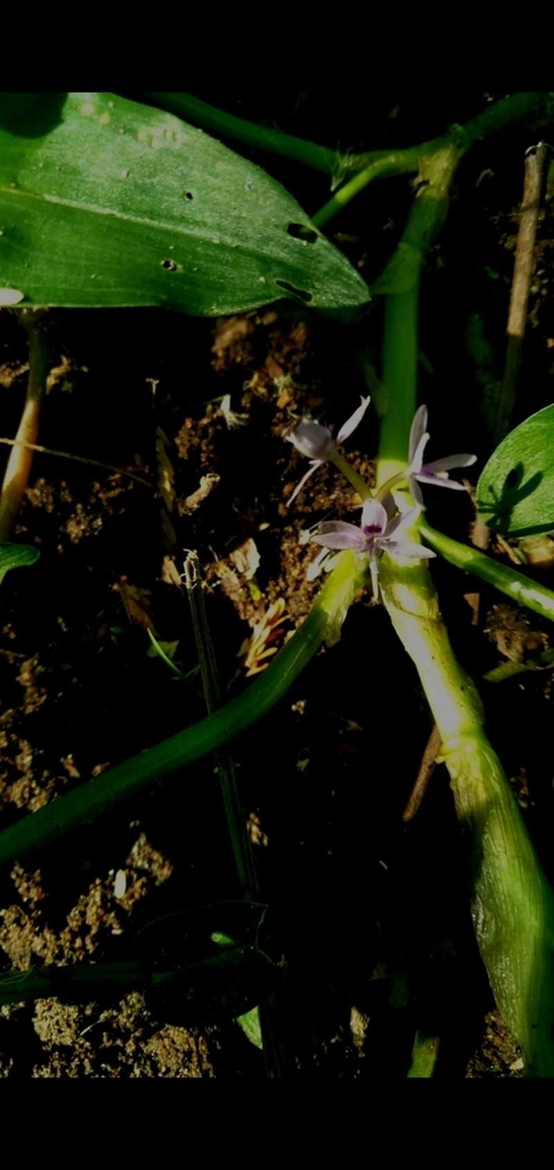 Bouquet Mudplantain photo 8