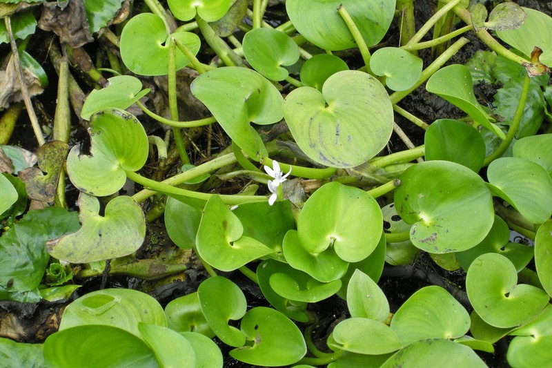 Heteranthera pauciflora