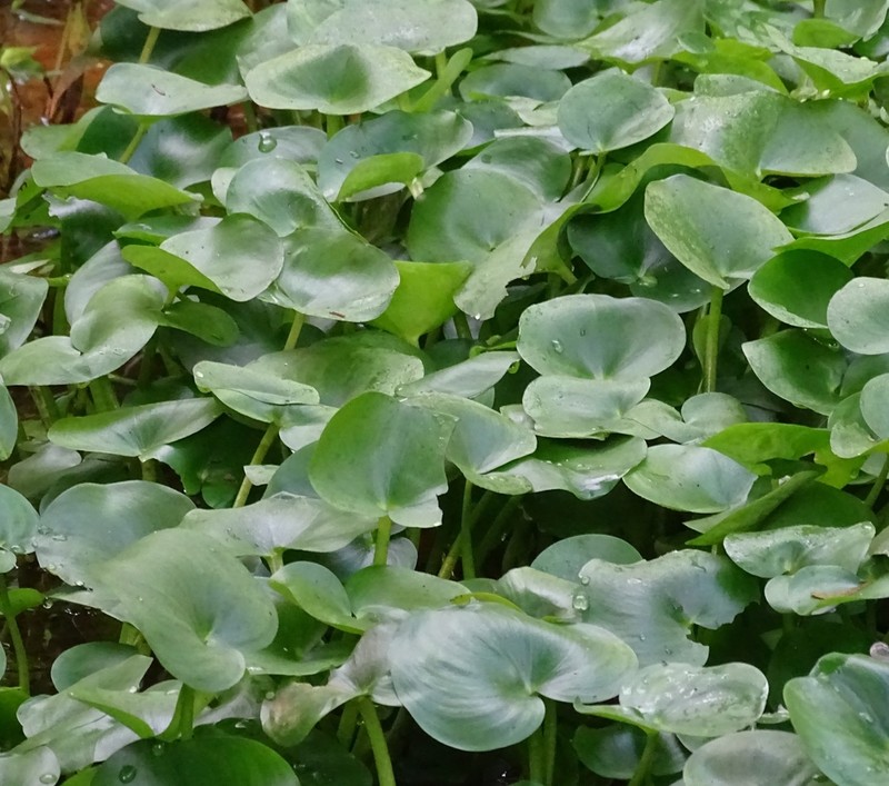 Heteranthera pauciflora photo 2