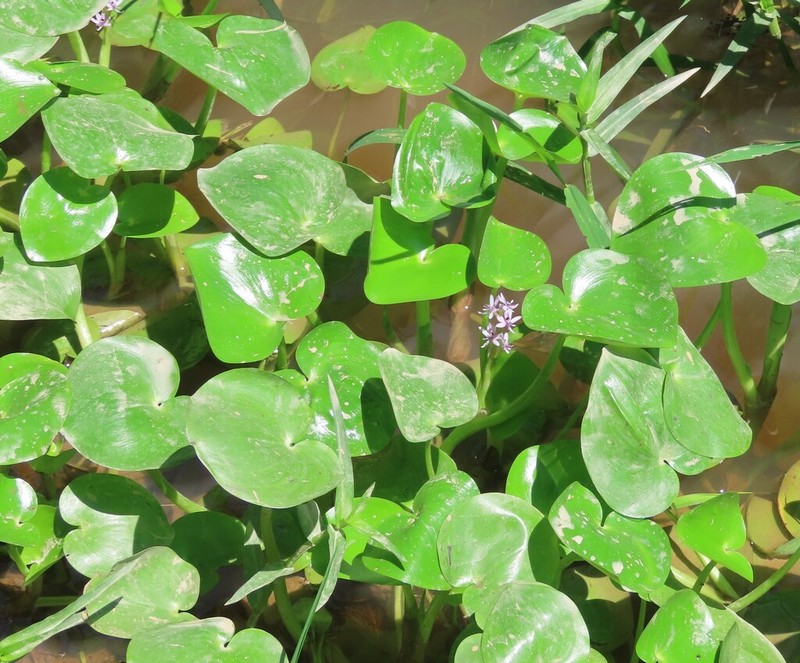 Heteranthera pauciflora photo 4
