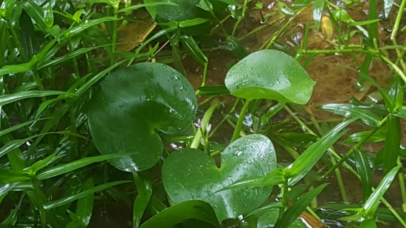 Heteranthera pauciflora photo 8